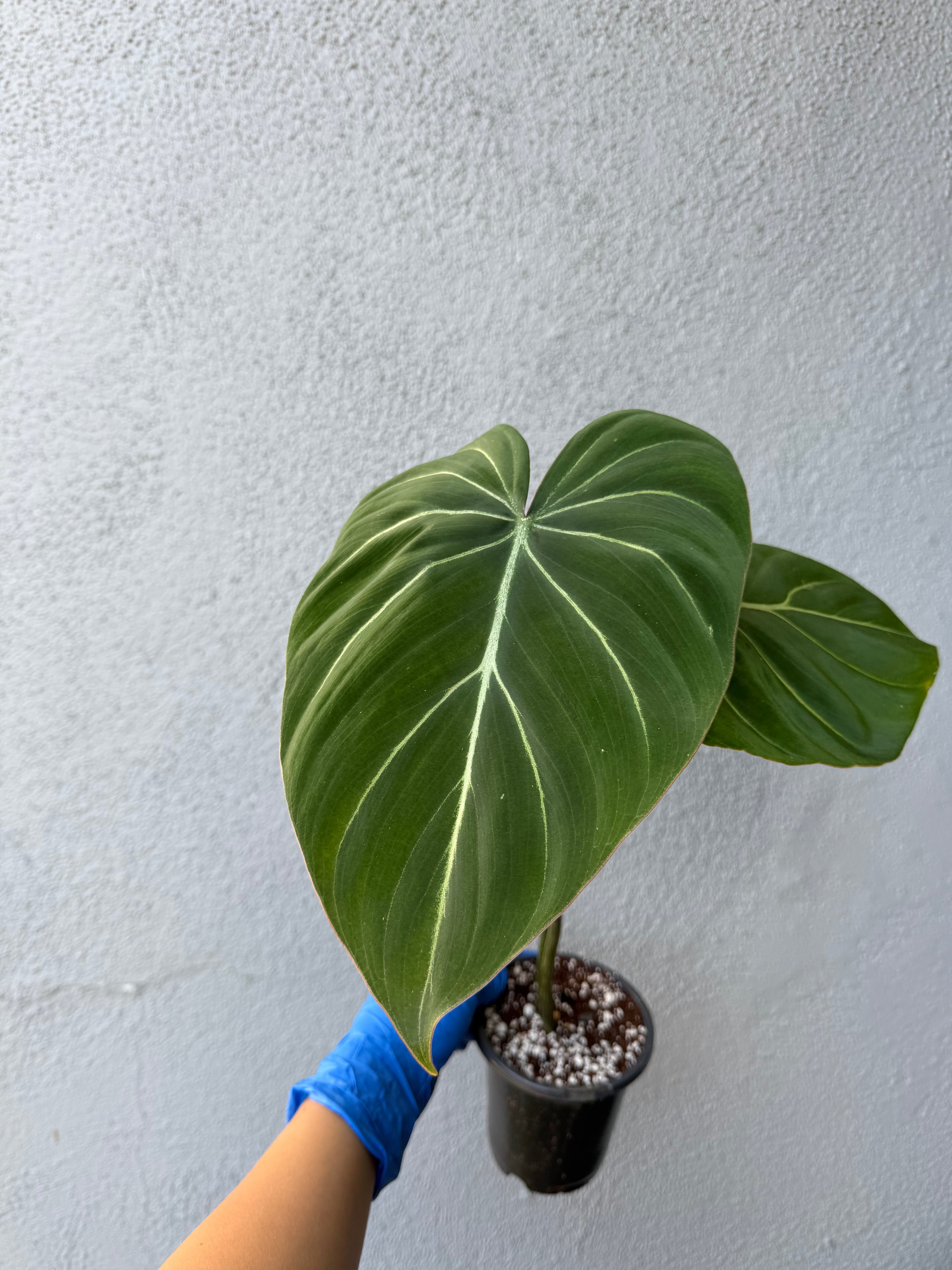 Philodendron Gloriosum