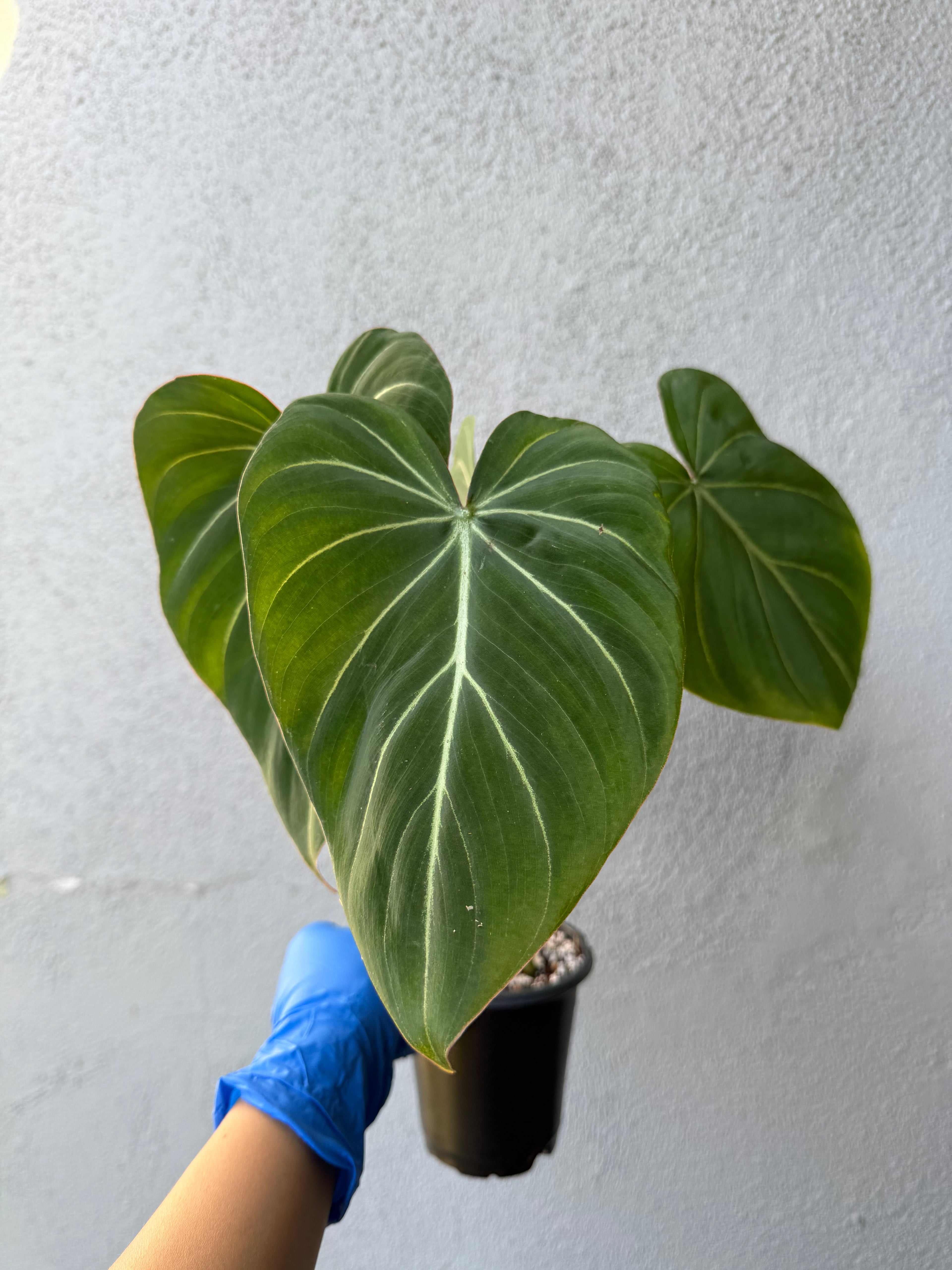 Philodendron Gloriosum