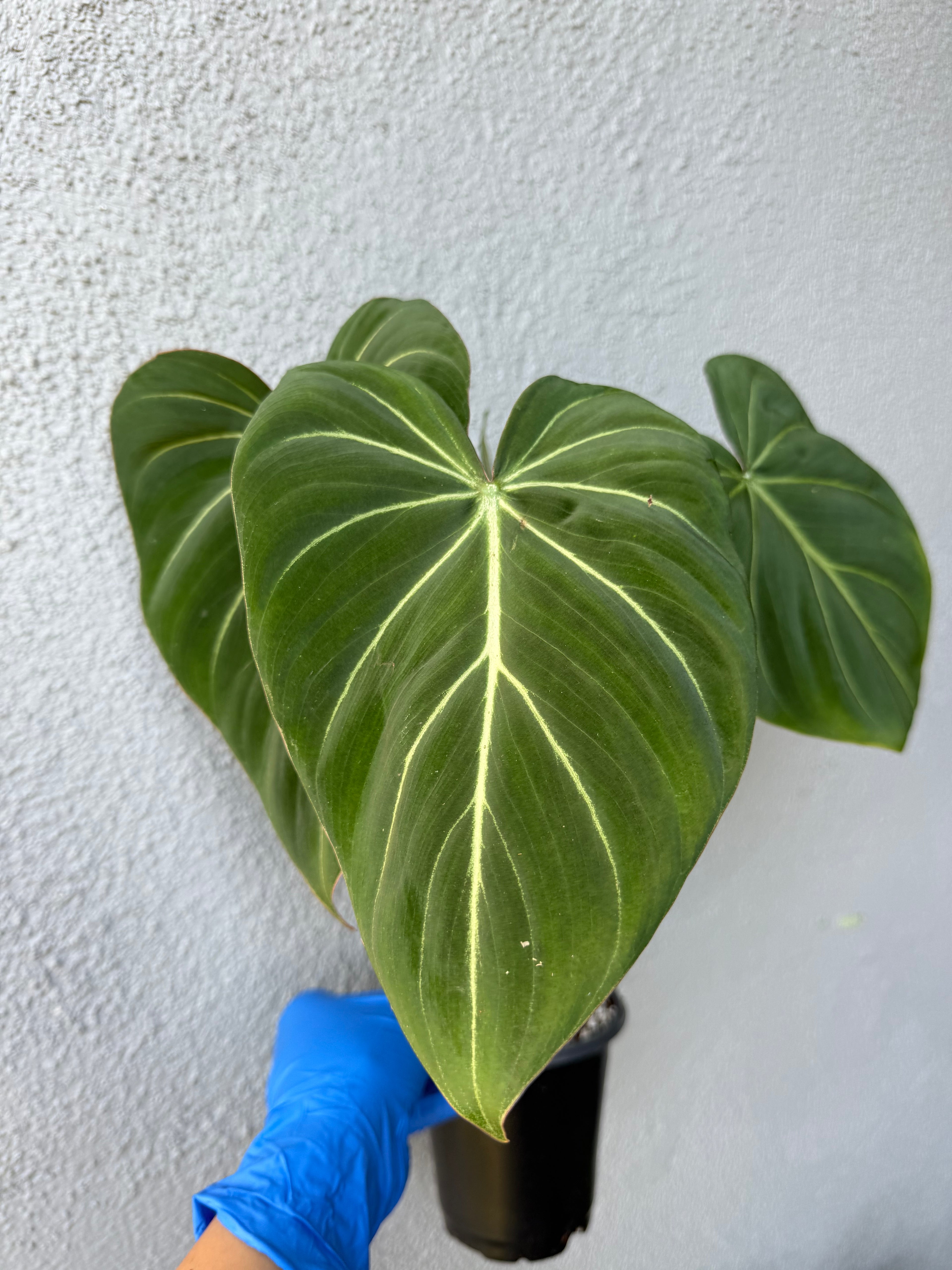 Philodendron Gloriosum