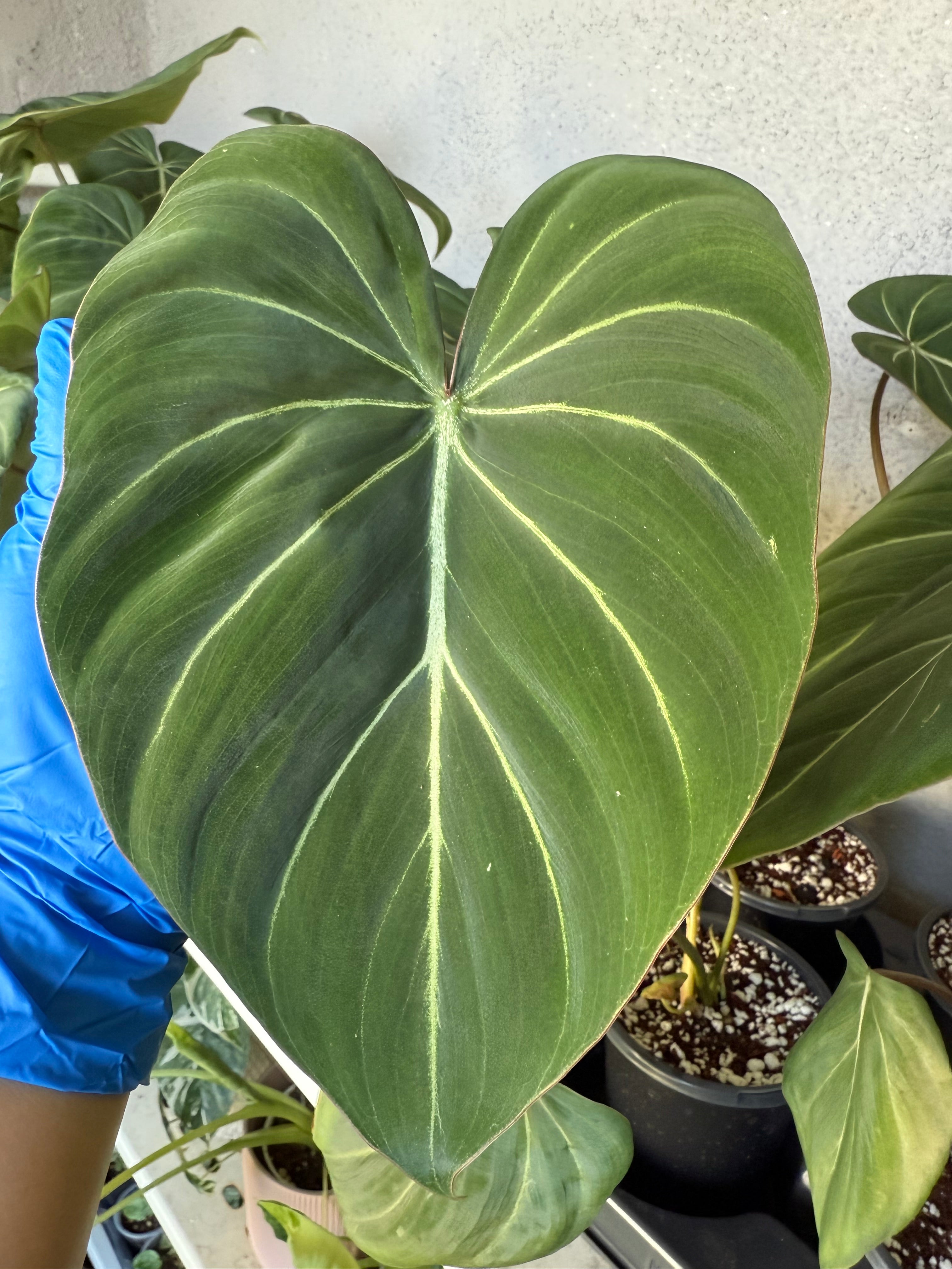 Philodendron Gloriosum
