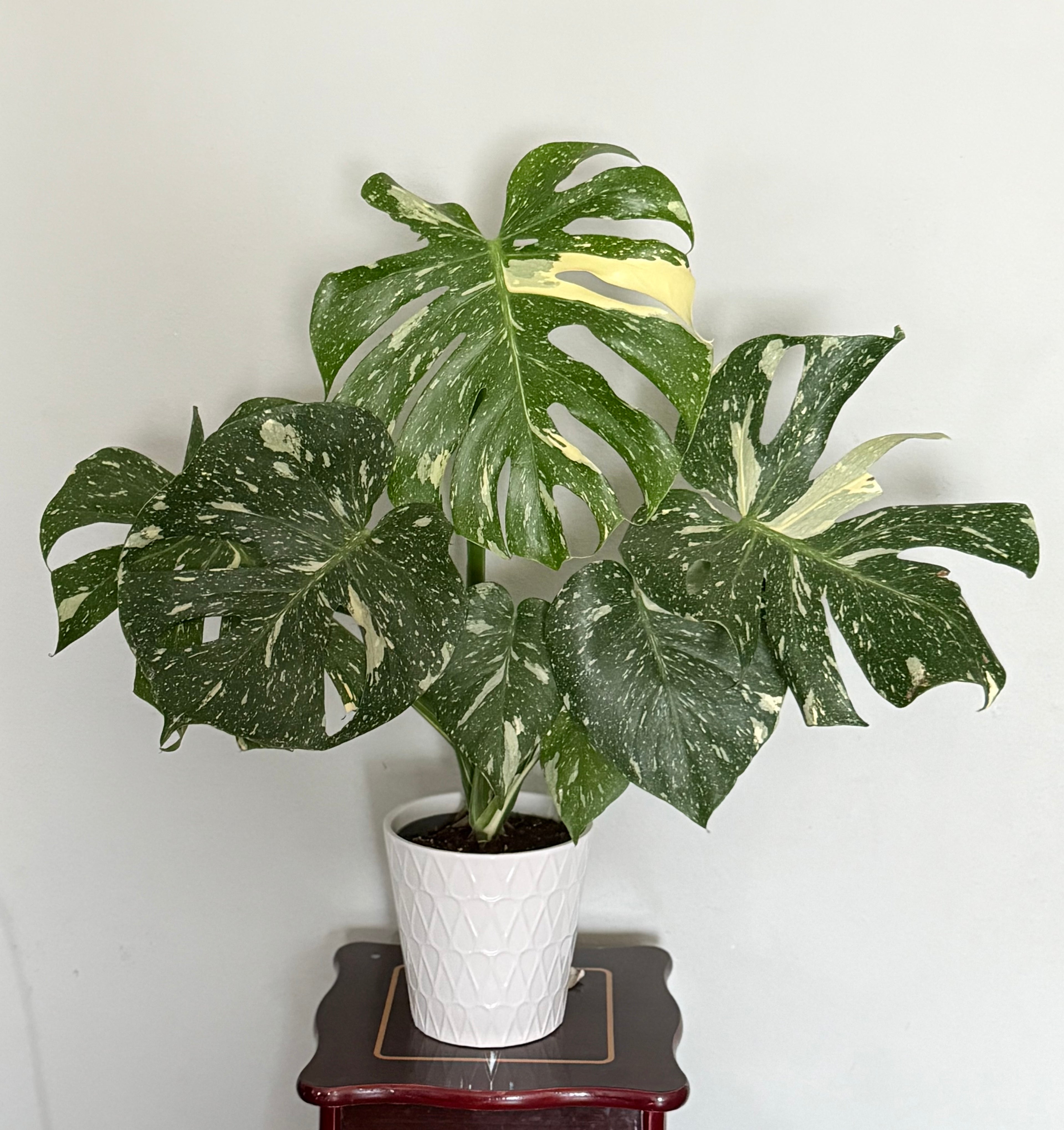 Monstera Thai Constellation